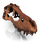 ルボサウルスの頭蓋