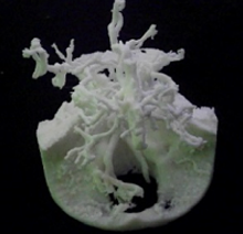 3Dプリンタ UP! Plusの作成例：骨と脳血管
