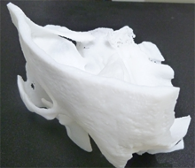 側頭骨の造形モデル